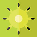 Icon Pop QuizKiwifruit