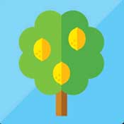 Icon Pop QuizLemon Tree