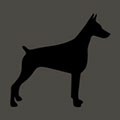 Icon Pop QuizDoberman Pinscher